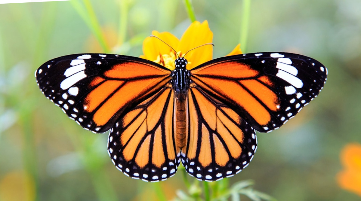 La mariposa monarca entra a la lista roja de especies en peligro de extinción